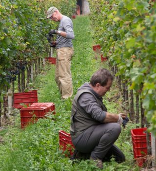 Cantina Flonno