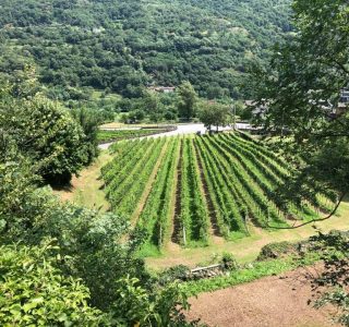 Azienda vinicola Vibù