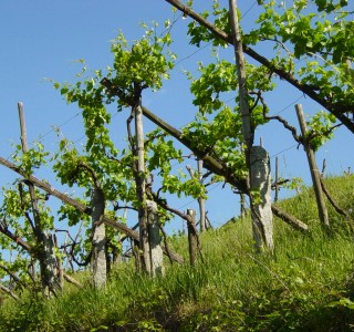 Le cantine