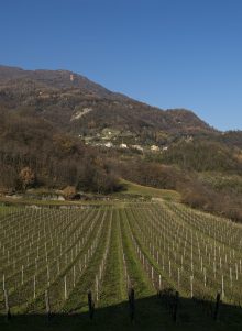 Tenuta Nivelli