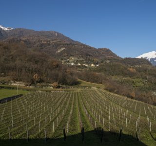 Tenuta Nivelli