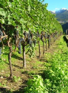 Azienda agricola Rodella