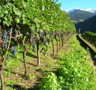 Azienda agricola Rodella
