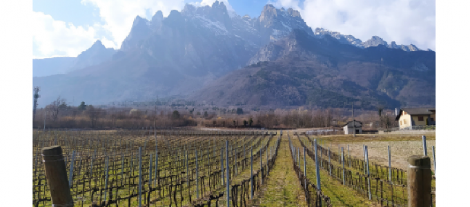 La zonazione vitivinicola in ambiente montano – Seminario online 27 maggio 2021 dalle 17 alle 18.