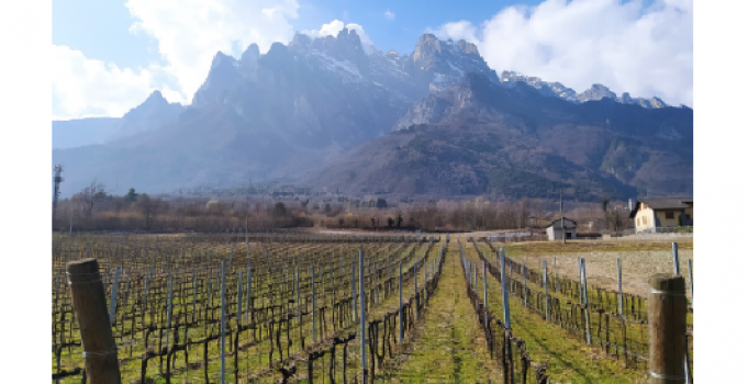 La zonazione vitivinicola in ambiente montano – Seminario online 27 maggio 2021 dalle 17 alle 18.