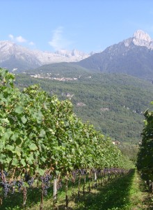Cantina Flonno