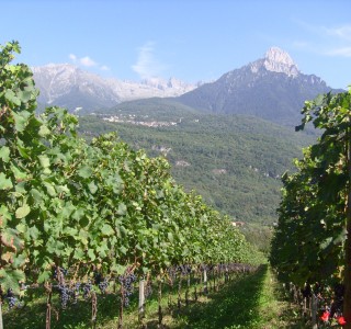 Cantina Flonno