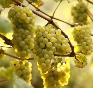 Azienda Agricola Il Grop