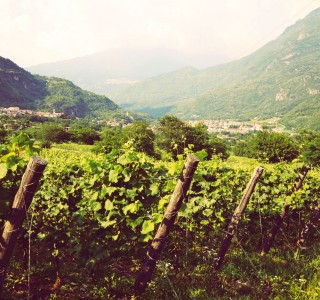 Azienda Agricola Concarena