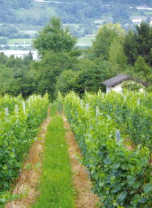 Azienda Agricola Le Terrazze