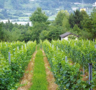 Azienda Agricola Le Terrazze